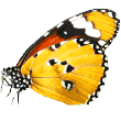 https://www.dianamed.pl/wp-content/uploads/2019/08/butterfly.png